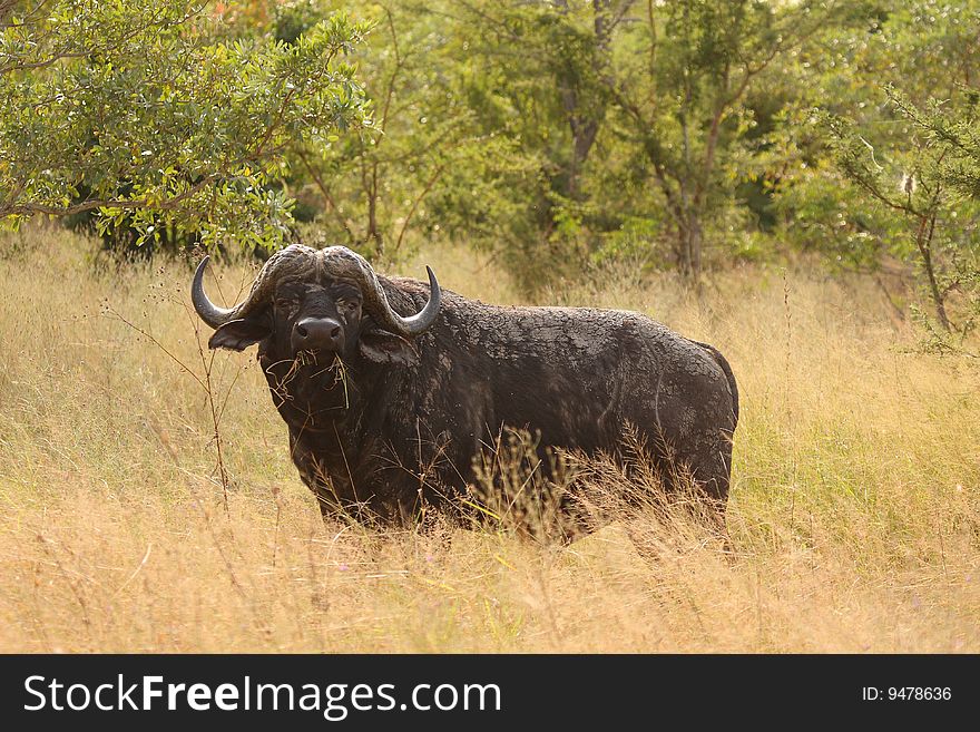 Bufallo in Sabi Sand Private Reserve, South Africa