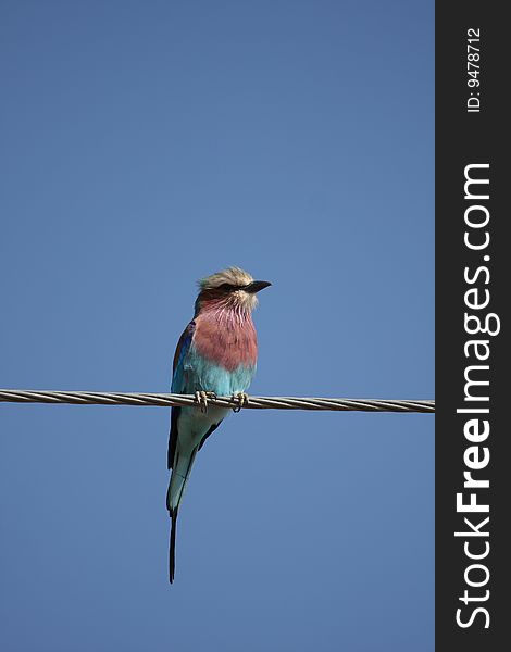 Lilac breatsed roller, South Africa