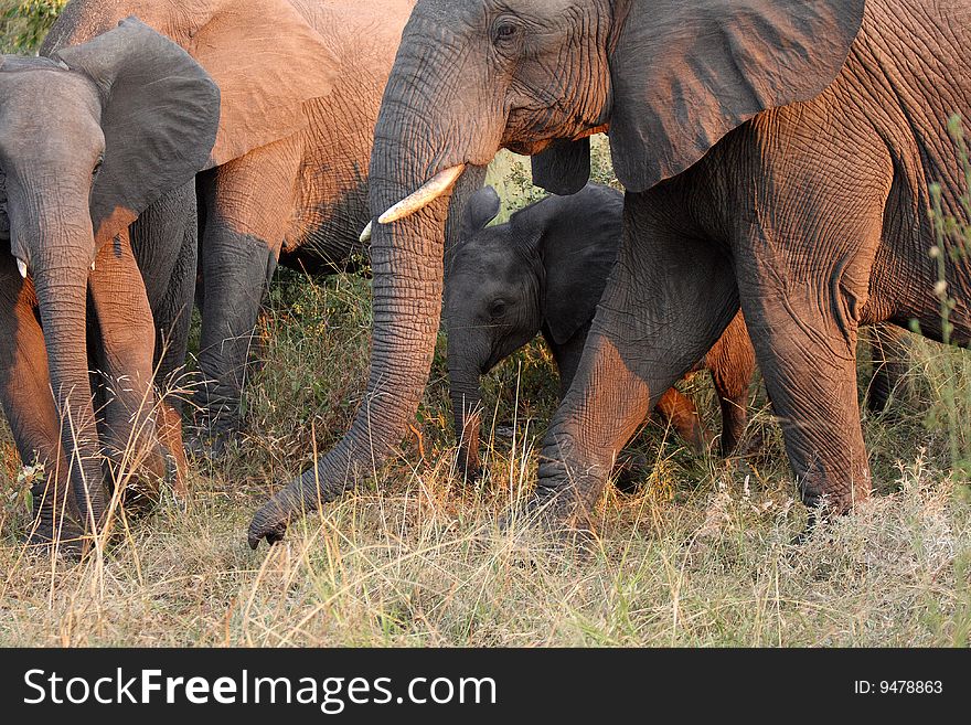 Elephants in the Sabi Sands Private Game Reserve, South Africa