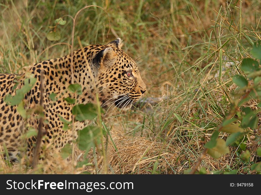 Leopard in Sabi Sand Private Reserve, South Africa