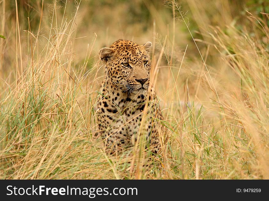 Leopard in Sabi Sand Private Reserve, South Africa