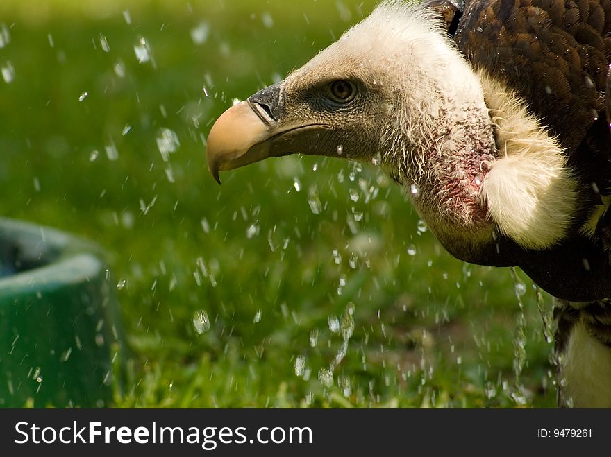 vulture bird having shower in grassy background, natural closeup. vulture bird having shower in grassy background, natural closeup.