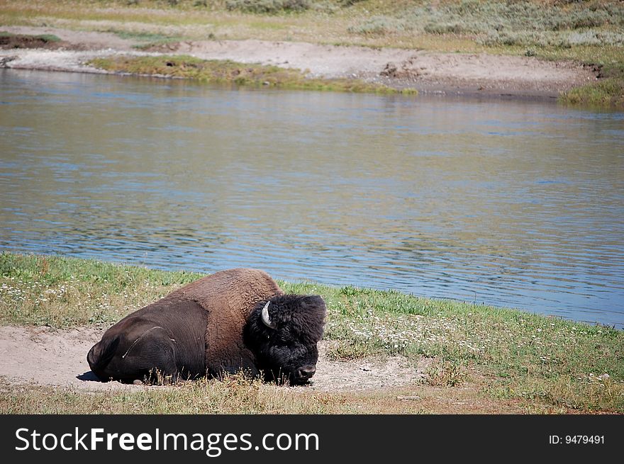 Yellowstone National Park river scene, bison sitting on sandbath. Yellowstone National Park river scene, bison sitting on sandbath