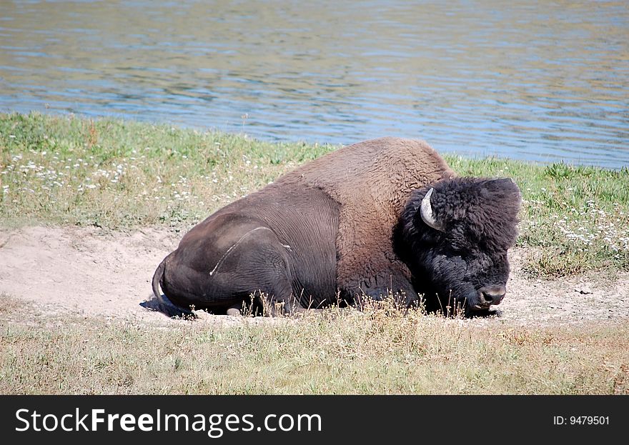 Yellowstone Bison in sand near river