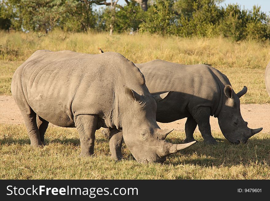 Rhino in Sabi Sand |Reserve, South Africa. Rhino in Sabi Sand |Reserve, South Africa