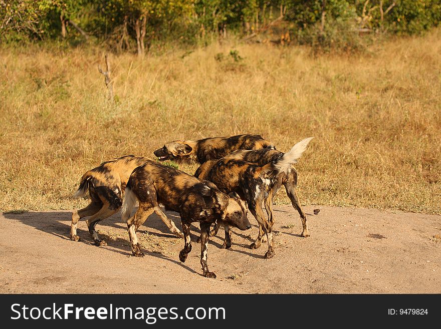 Wid dogs (painted) in Sabi Sand, South Africa. Wid dogs (painted) in Sabi Sand, South Africa