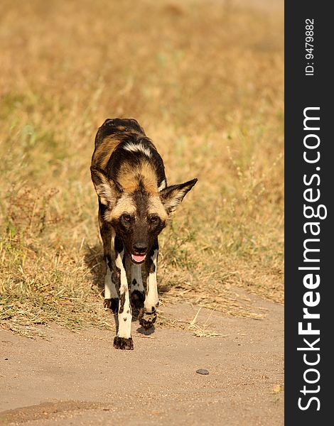 Wild dogs (painted) in Sabi Sand, South Africa. Wild dogs (painted) in Sabi Sand, South Africa