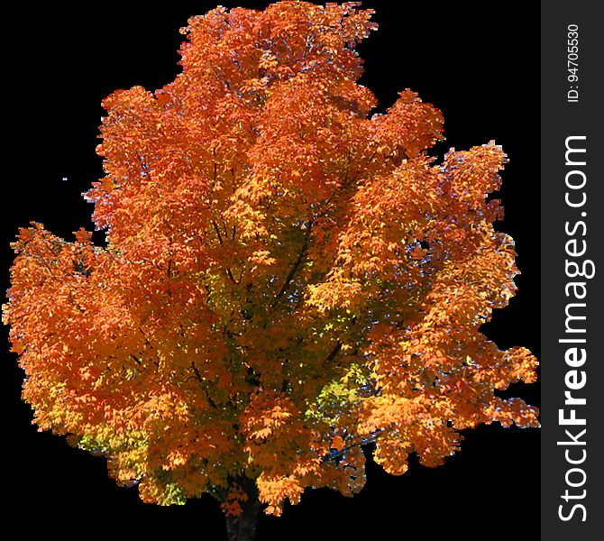 autumn-tree-top