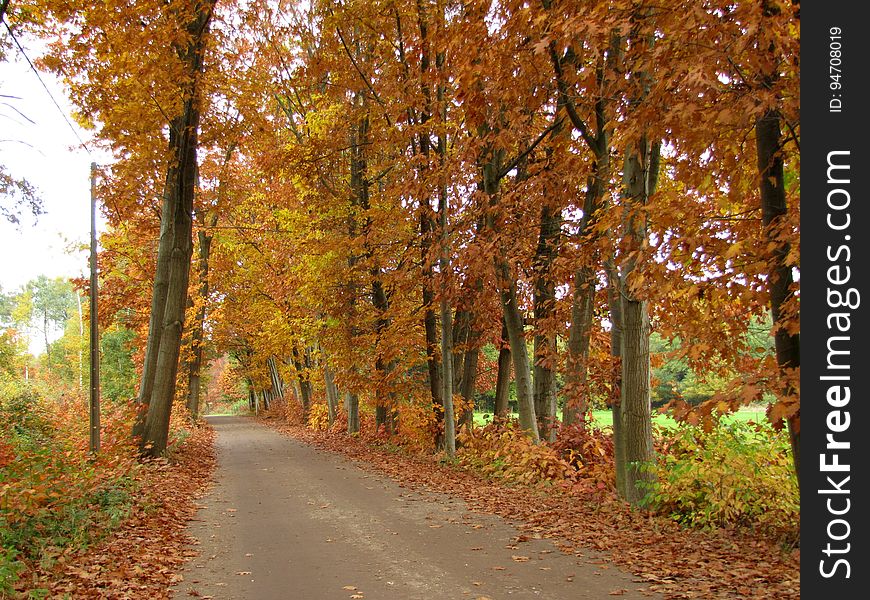 Plant, Leaf, Natural Landscape, Tree