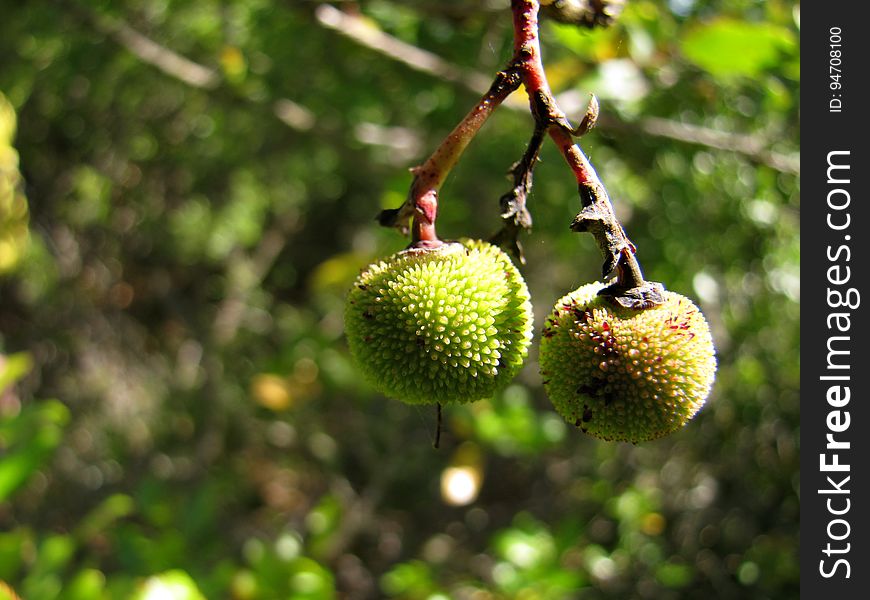 aardbeiboom -- strawberry tree -- Arbutus unedo. aardbeiboom -- strawberry tree -- Arbutus unedo