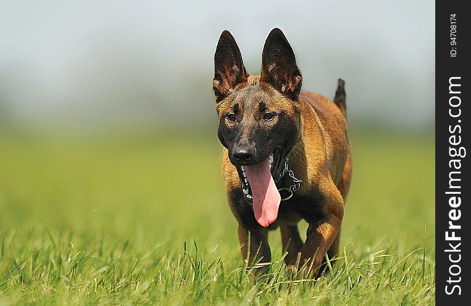 Brown Black Dog Stuck Tongue Walking in a Green Fields