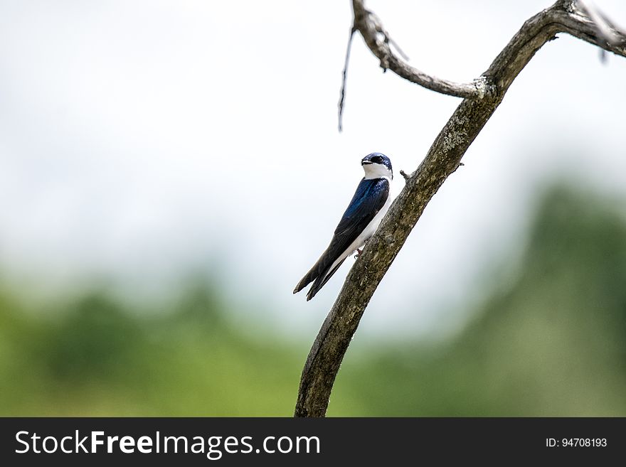 Oiseau &#x28;Hirondelle Bicolore&#x29; 218