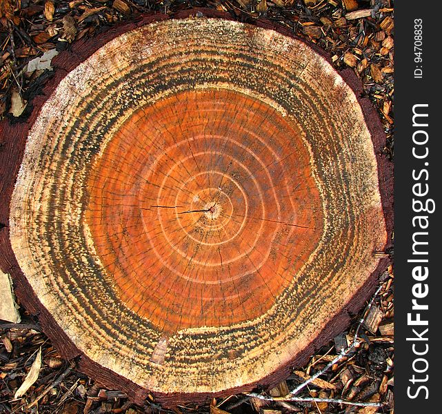 Tree Cross-section 1