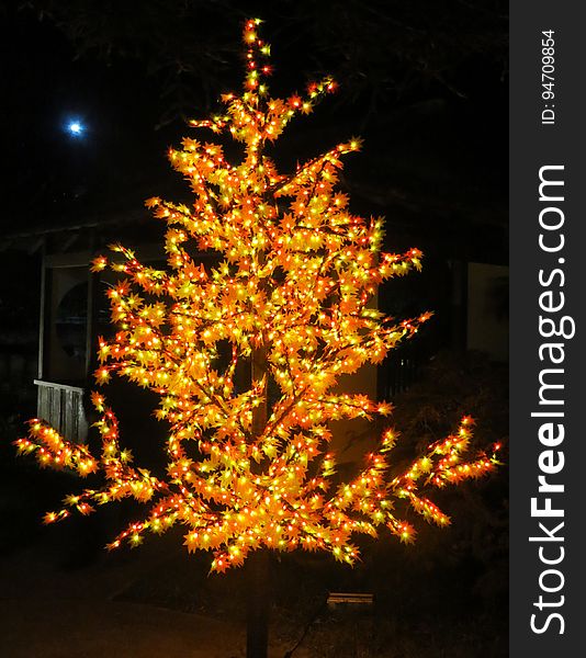 lighted tree