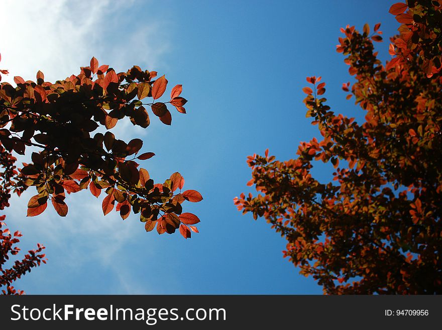 Orange And Black Leaf Tree