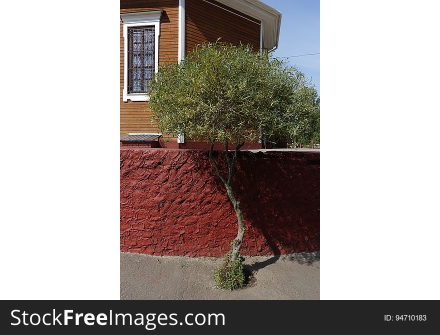 Window, Property, Plant, Building, Leaf, Branch