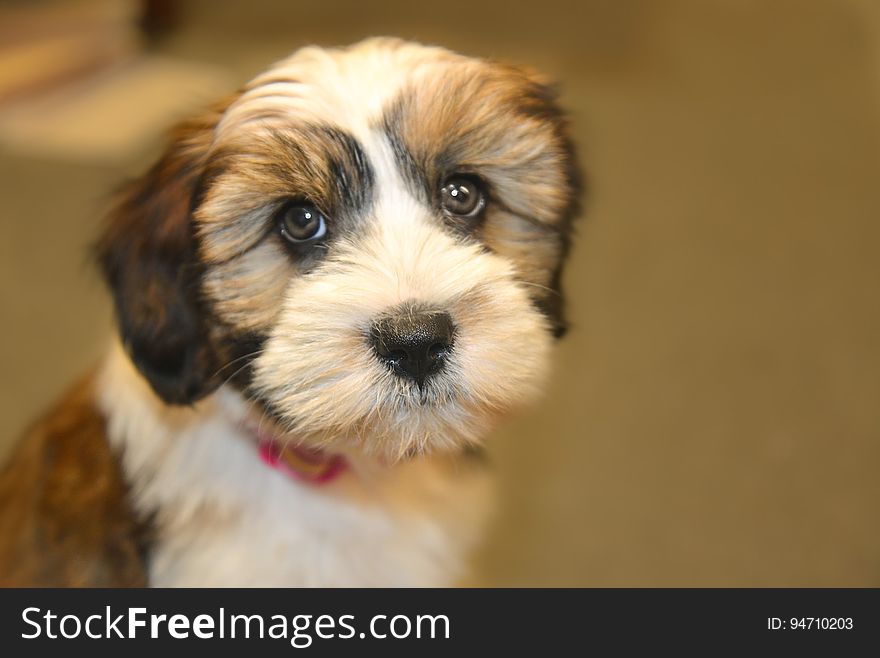 Close Up Photo Of Shih Tzu Puppy