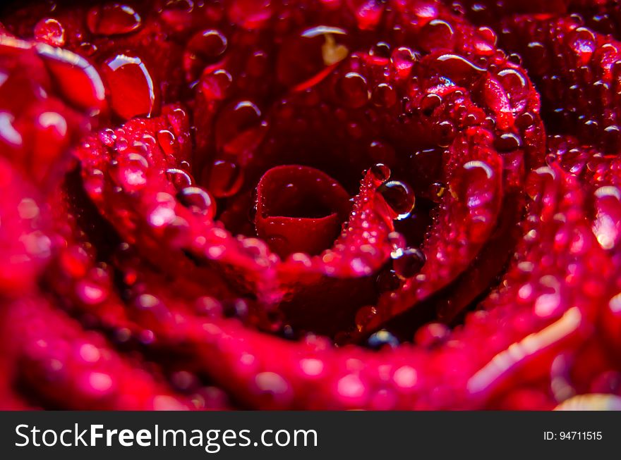 Macro view of water drops on bright red flower petals.