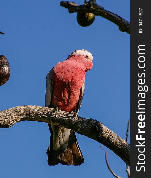 Red And White Bird On Brown Tree Trunk