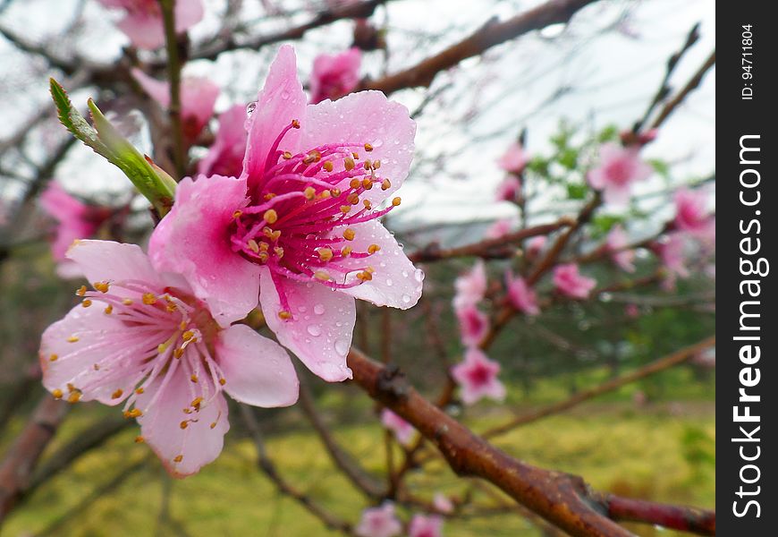 Fruit Tree Blossom