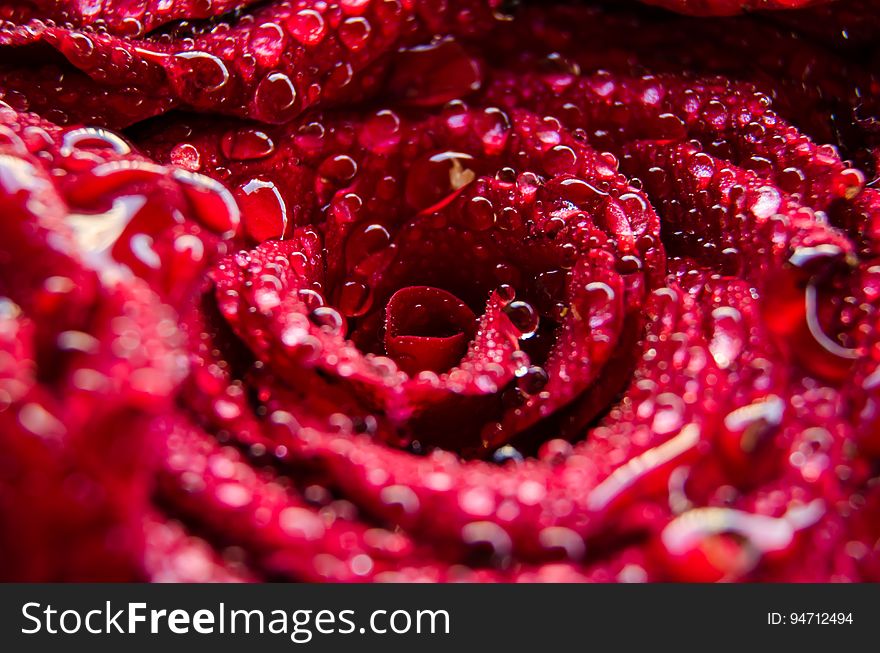 Close up of dew or water drops on petals of red rose. Close up of dew or water drops on petals of red rose.