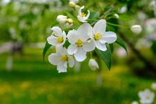 Blooming Apple Tree Royalty Free Stock Photos