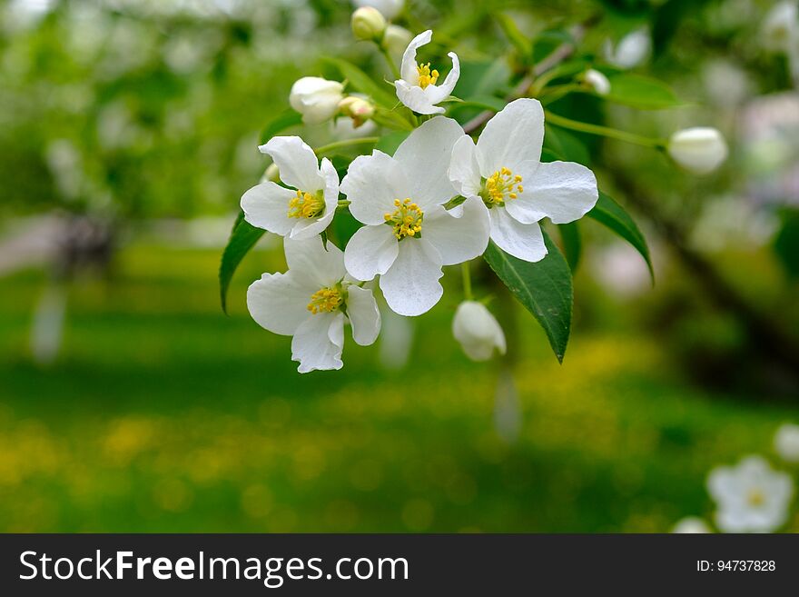 Blooming Apple tree in an Apple orchard, a sprig of Apple