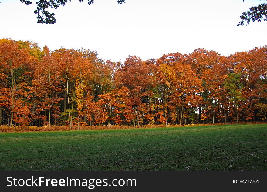 Sky, Plant, Leaf, Natural environment, Natural landscape, Tree