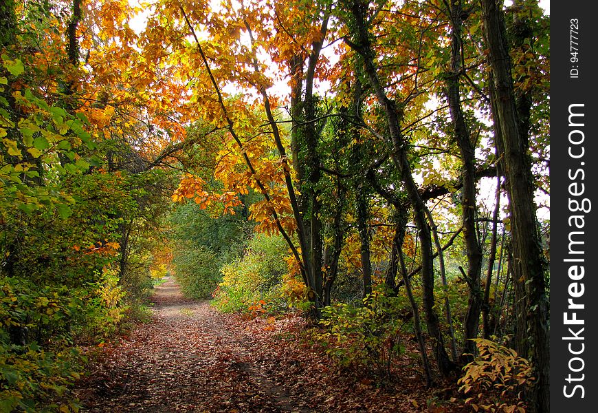 Plant, People In Nature, Leaf, Natural Landscape