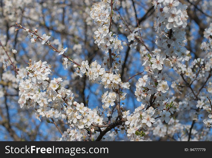 Cherry blossom in Riga, Latvia.
