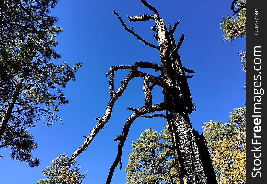 Behold The Ponderosa Pine Monster