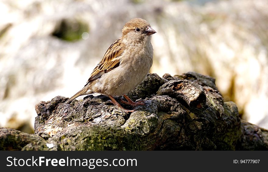 Profile portrait of small brown songbird outdoors on rock on sunny day. Profile portrait of small brown songbird outdoors on rock on sunny day.