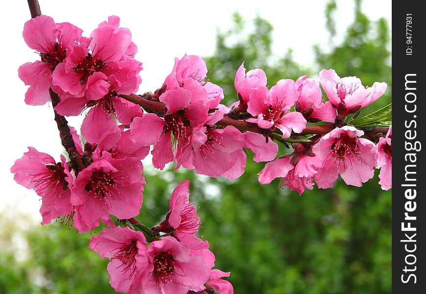 pink fruit tree blossoms 6