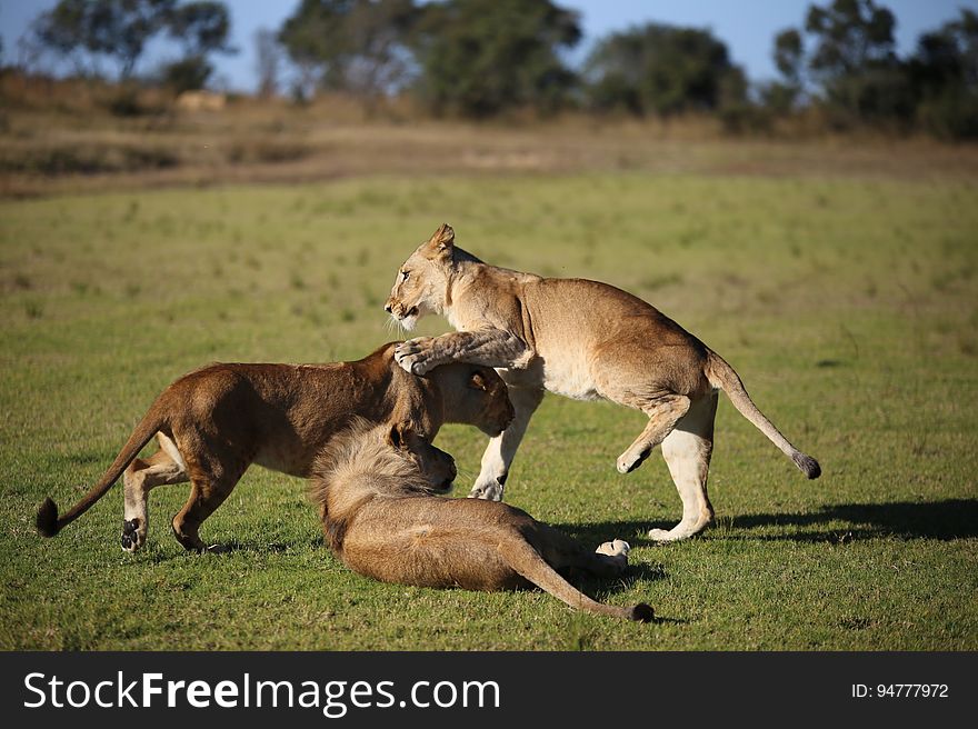 Lion cubs play fighting