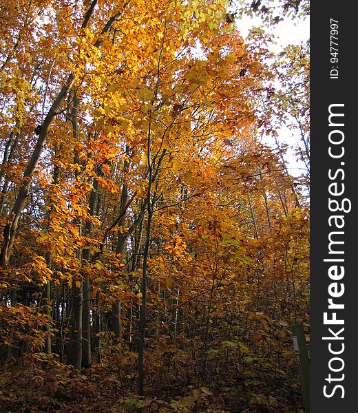 Plant, Natural Landscape, People In Nature, Twig