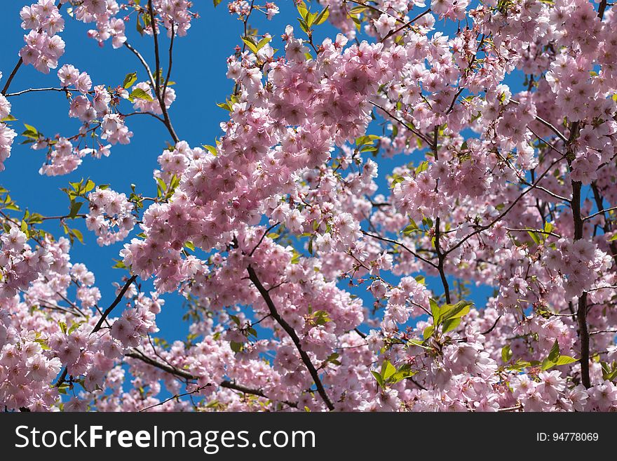 Cherry blossom in “Uzvaras parks” &#x28;“Victory park”&#x29;, Riga, Latvia.