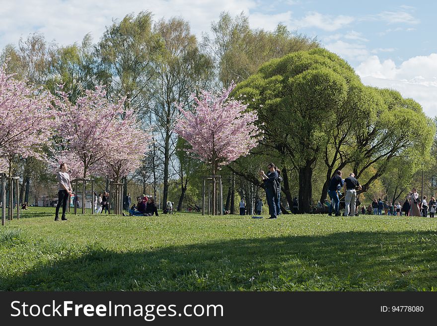 Cherry blossom in â€œUzvaras parksâ€ &#x28;â€œVictory parkâ€&#x29;, Riga, Latvia.