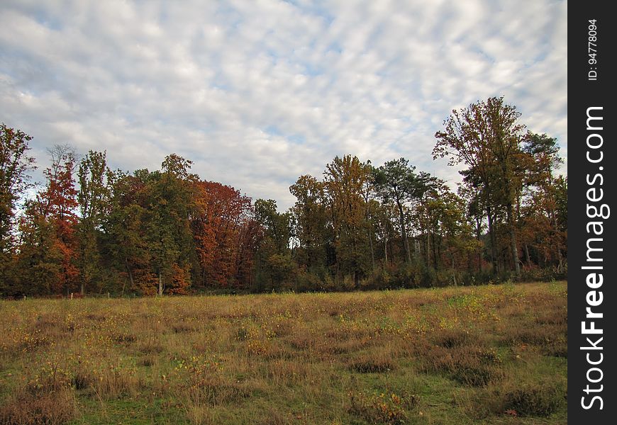 Cloud, Sky, Plant, Tree, Branch, Natural landscape