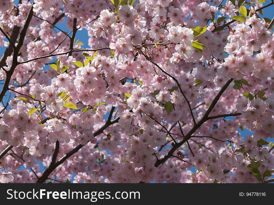 Cherry blossom in “Uzvaras parks” &#x28;“Victory park”&#x29;, Riga, Latvia.