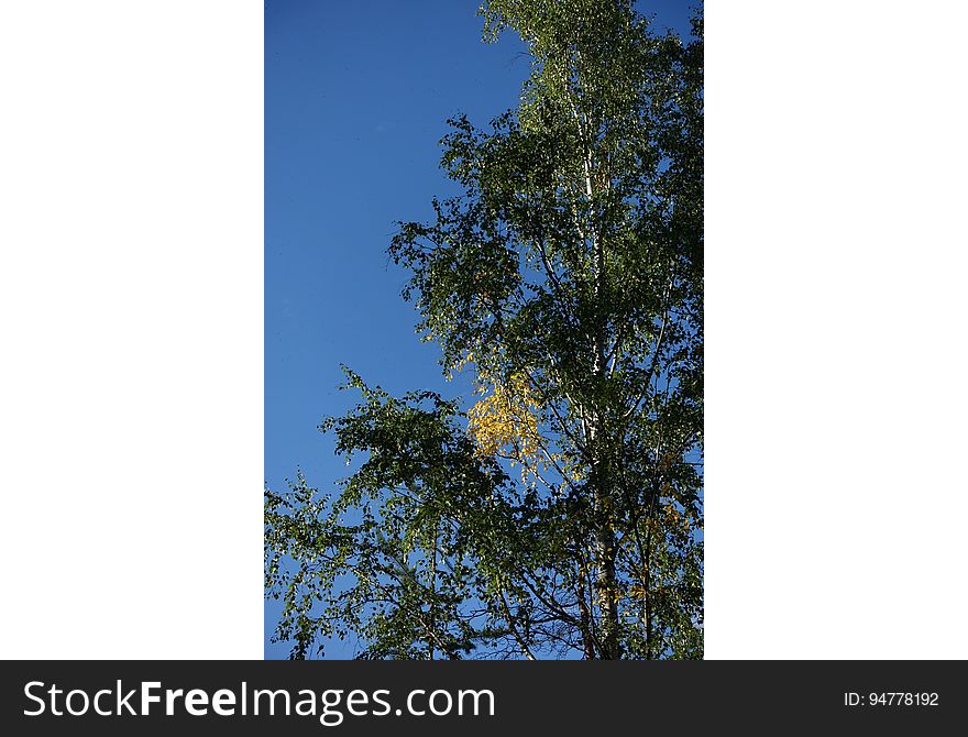 Sky, Twig, Tree, Trunk, Deciduous, Natural landscape