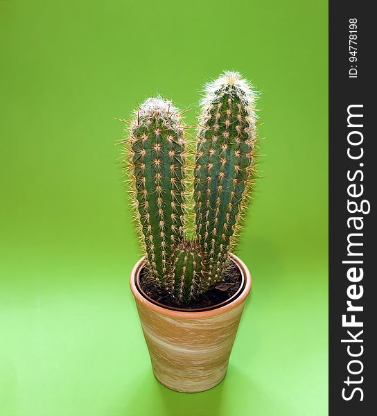 Cactus Plant on Brown Pot