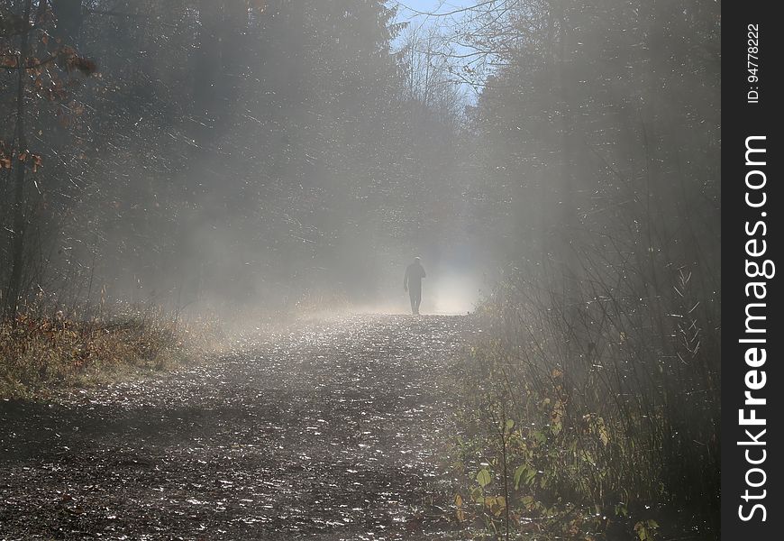 Silhouette of man walking on foggy path through forest. Silhouette of man walking on foggy path through forest.