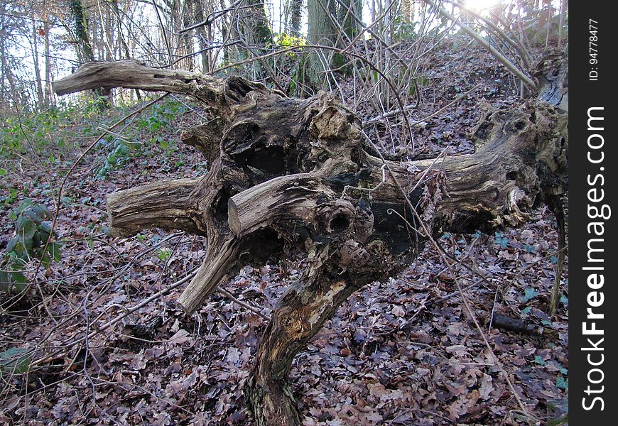 Plant, Wood, Branch, Twig