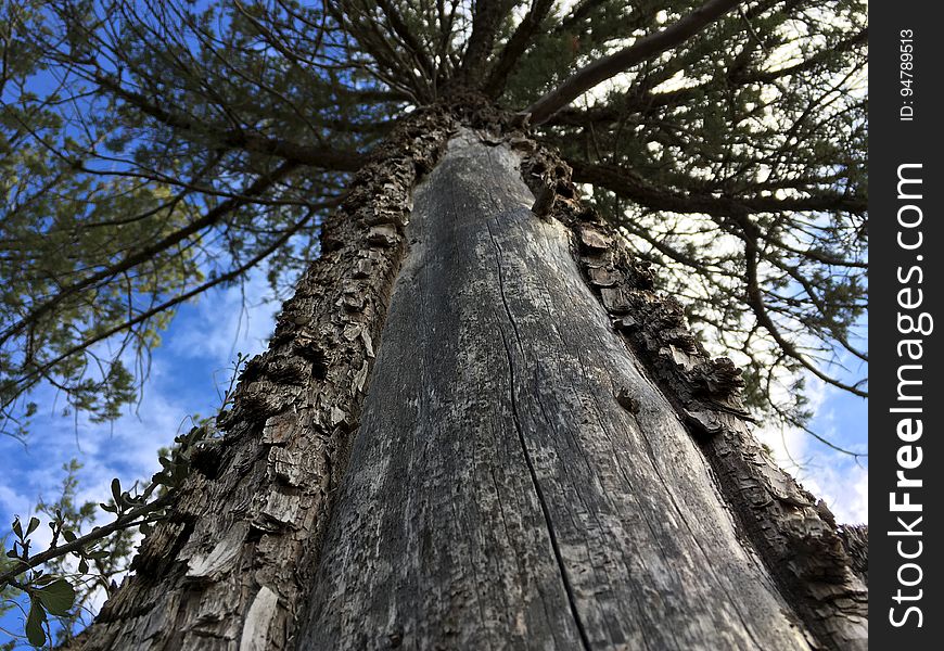 Looking Up The Juniper