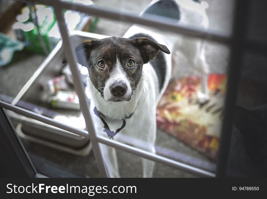 Dog looking through window