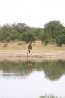 Giraffe In Sabi Sand Reserve, Africa Stock Image Giraffe In Sabi Sand Reserve, Africa Stock Image