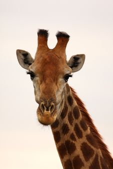 Giraffe In Sabi Sand Reserve, Africa Royalty Free Stock Photos Giraffe In Sabi Sand Reserve, Africa Royalty Free Stock Photos