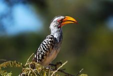 Southern Yellow-billed Hornbill Royalty Free Stock Image