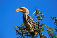 Southern Yellow-billed Hornbill Royalty Free Stock Images