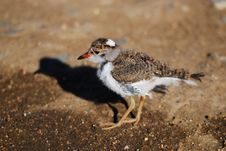 Young Three-Banded Plover Stock Photo Young Three-Banded Plover Stock Photo
